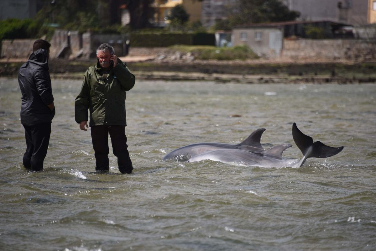 Los delfines mulares (madre e hijo) que vararon en las "pozas" formadas con la bajamar en A Vía (A Toxa) en abril de 2016.