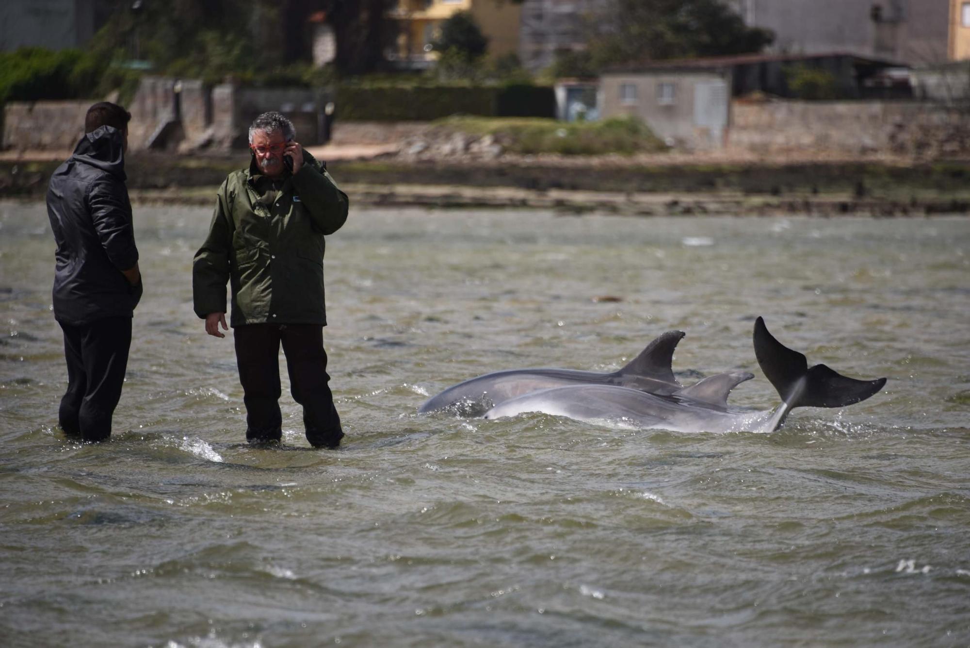 Los delfines mulares (madre e hijo) que vararon en las &quot;pozas&quot; formadas con la bajamar en A Vía (A Toxa) en abril de 2016.