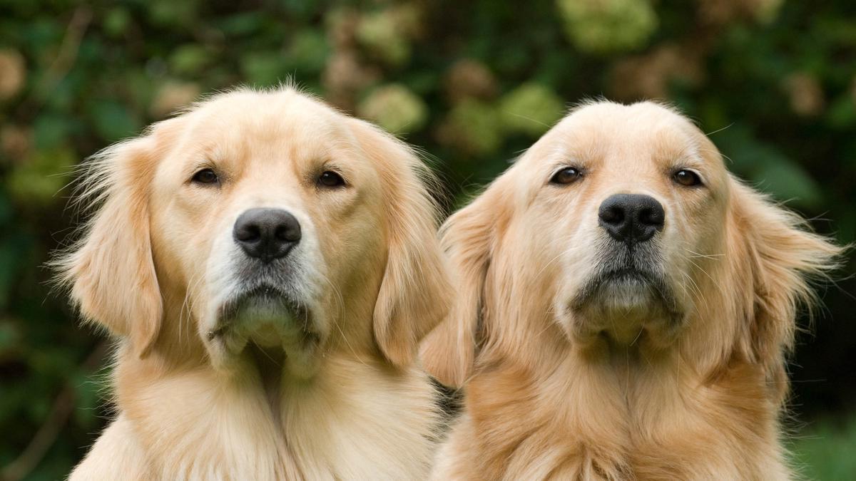 Golden Retriever: una de las razas de perro más comunes