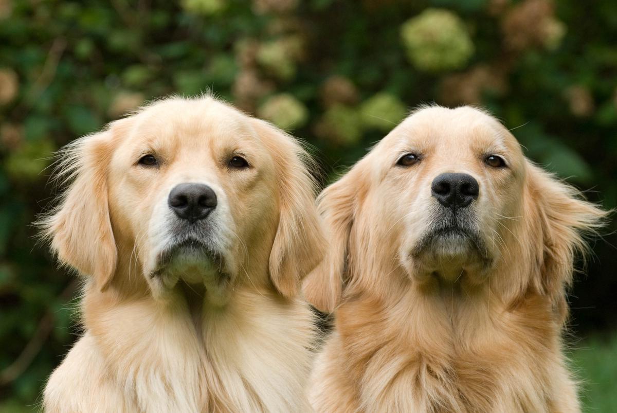 Golden Retriever: una de las razas de perro más comunes