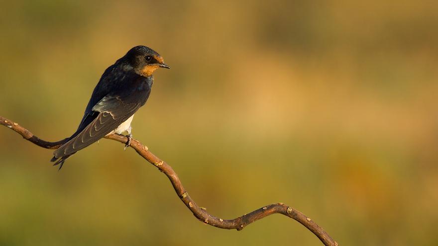 Golondrina común