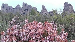 Flores en Montserrat.