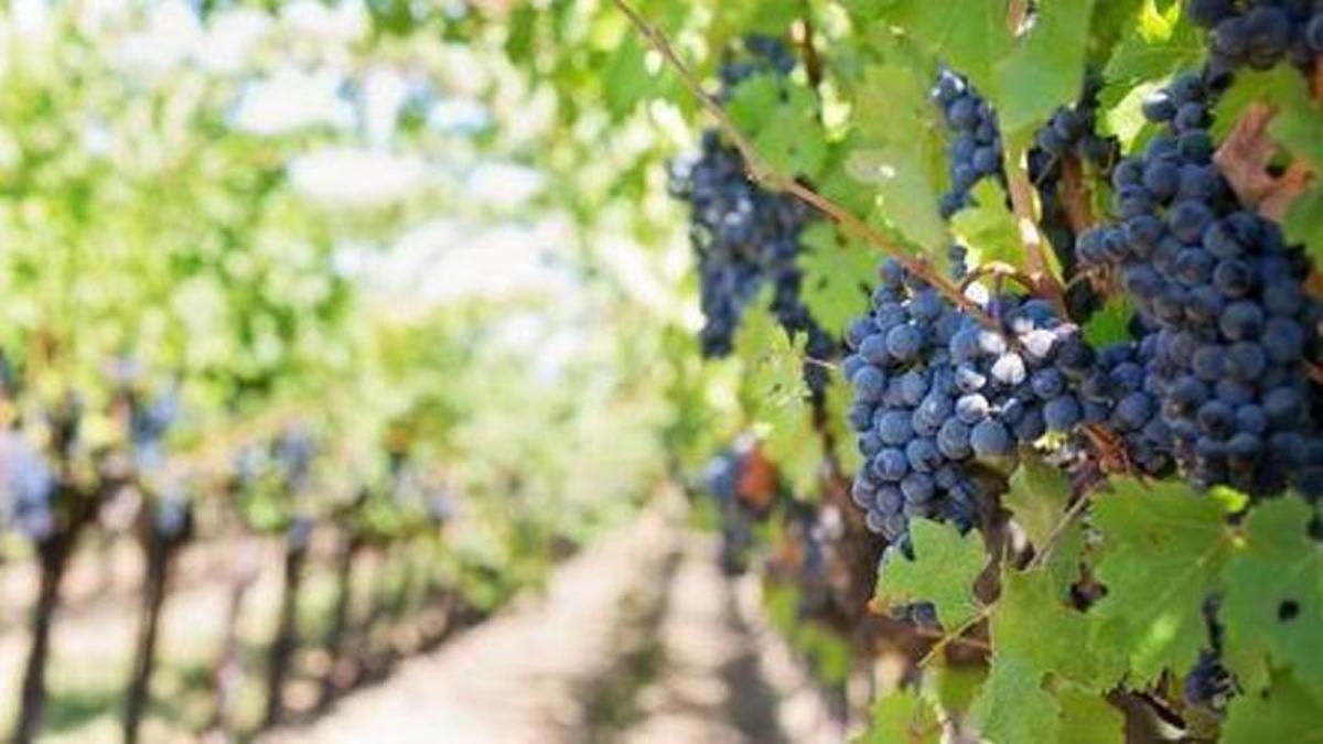 Viñedo de uvas.