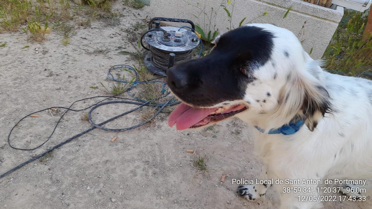 Imagen de uno de los perros maltratados en Ibiza.