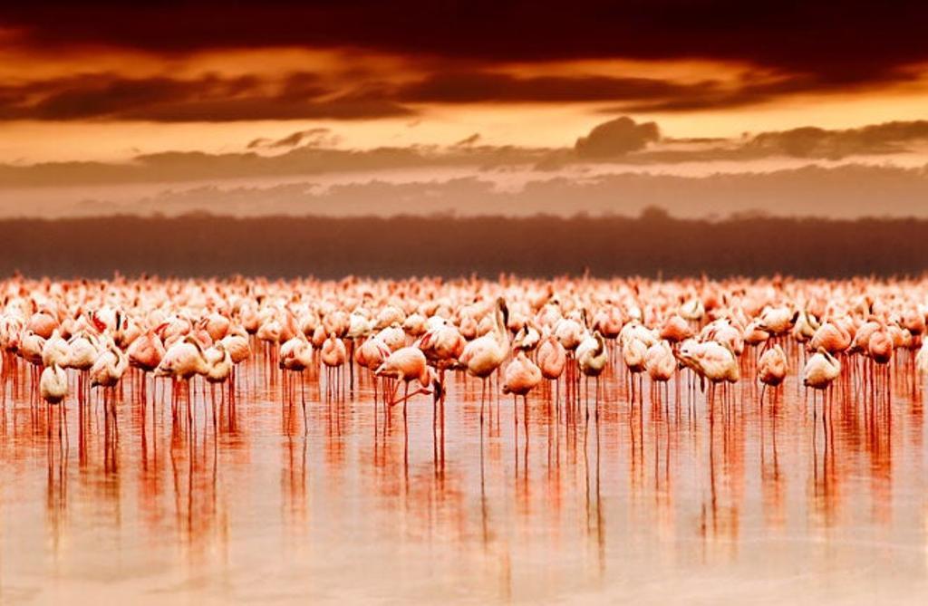 Parque nacional Lago Nakuru