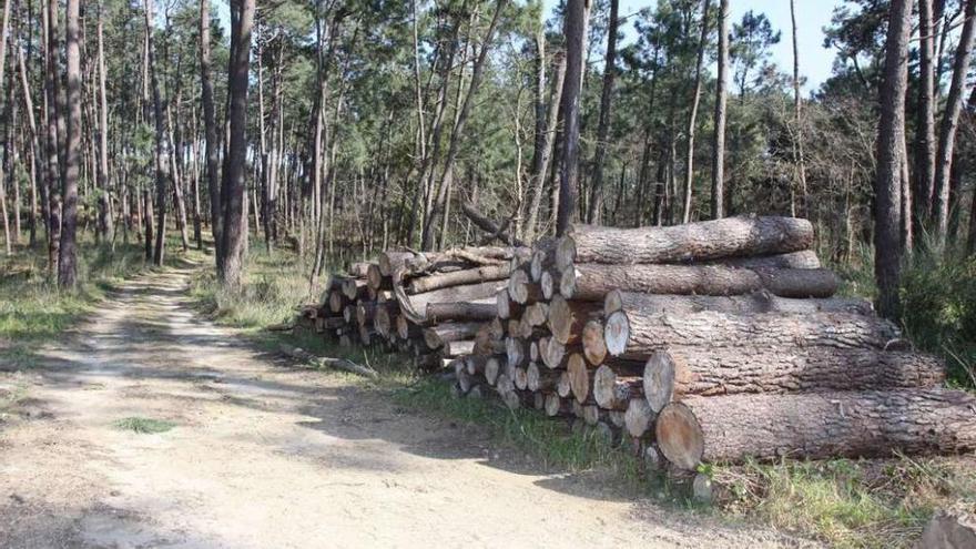 Una tala de árboles en un monte de la comarca de O Salnés. // Muñiz