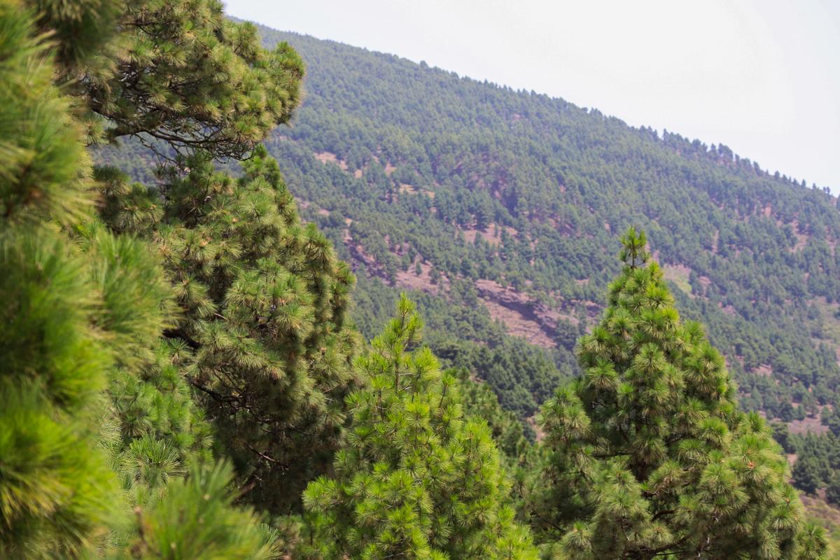 Los pinares de La Palma vuelven a lucir su verdor tras el incendio de hace 10 años.