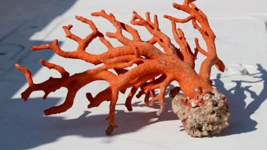 Mostra de corall vermell extret l&#039;estiu passat de la Costa Brava.