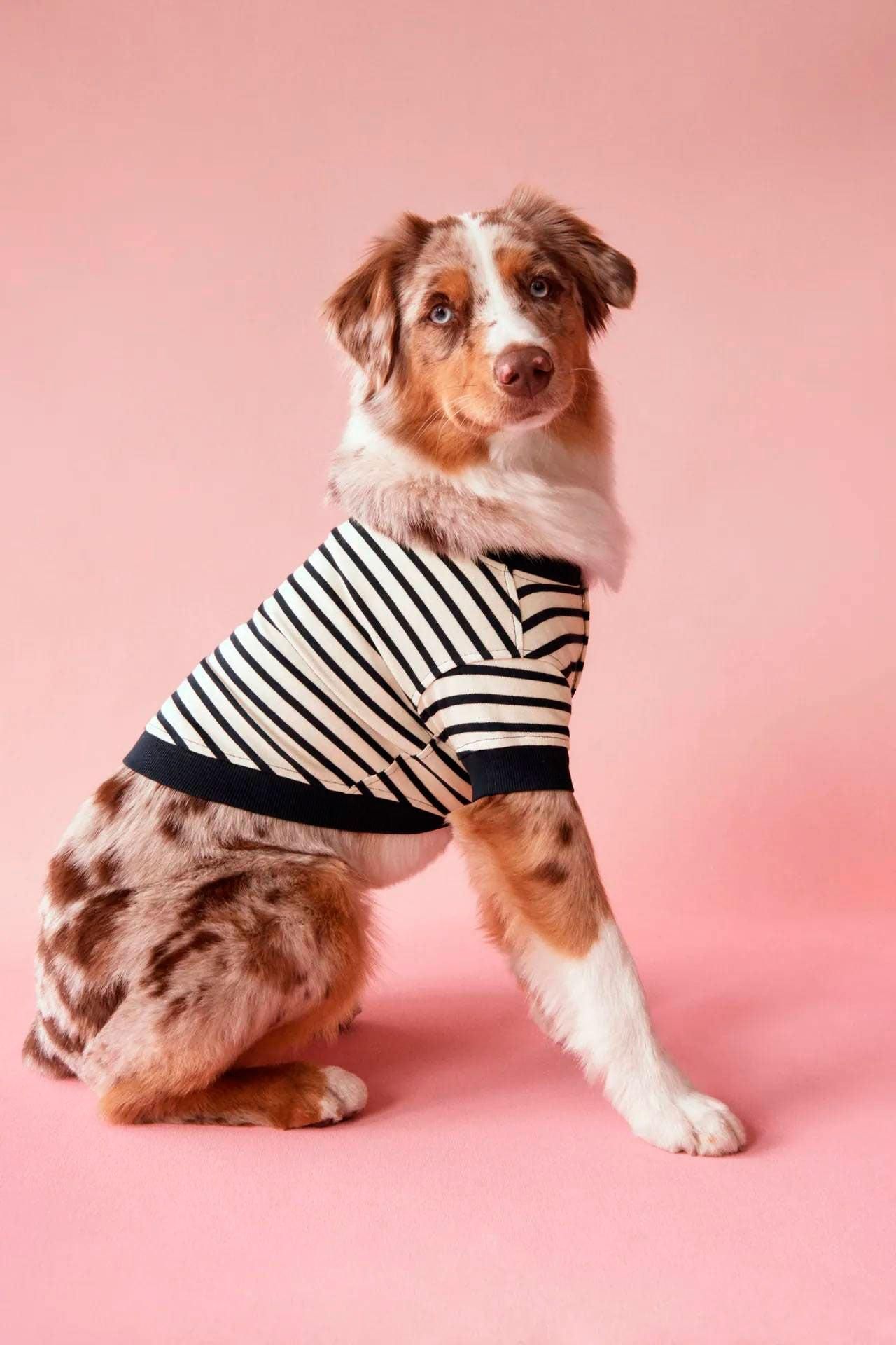 Sudadera a rayas para perros, de Zara (15,95 euros)