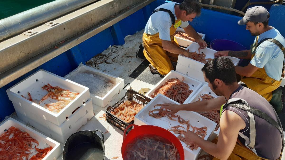 La gamba, protagonista en la vuelta al mar de los barcos de arrastre