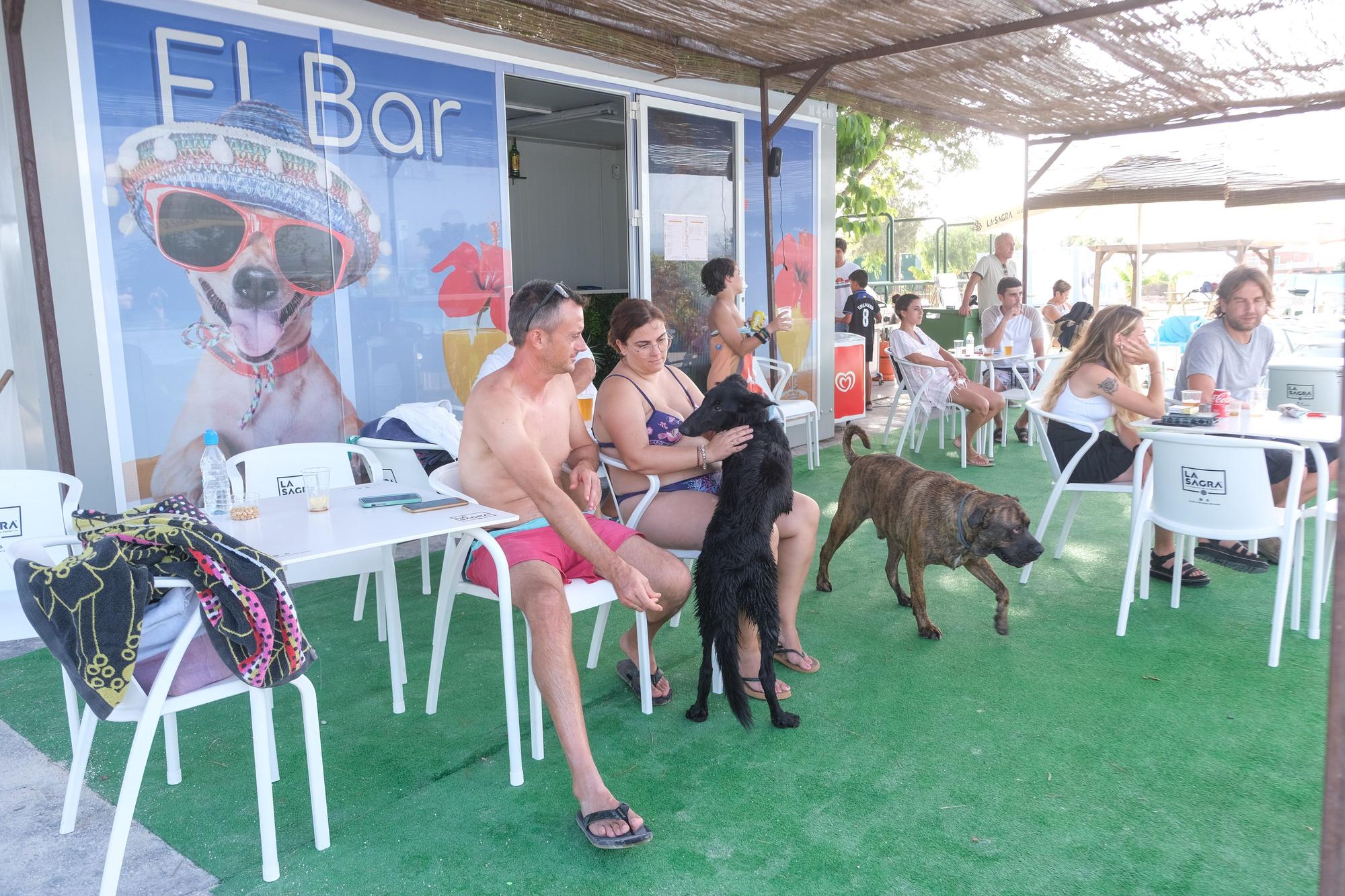Así es la nueva piscina para perros que ha abierto en La Marina
