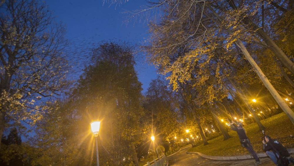 Espantada de estorninos en el Campo San Francisco de Oviedo