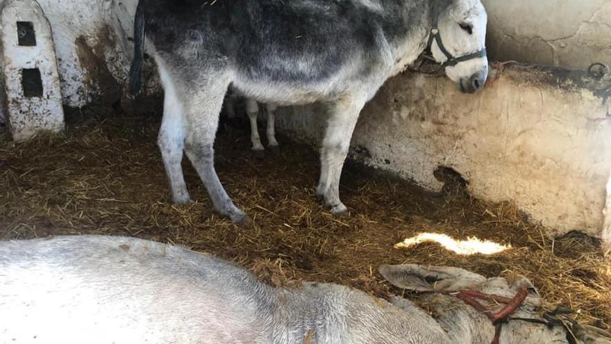 El burro fallecido, tirado en el suelo en una pequeña cuadra.