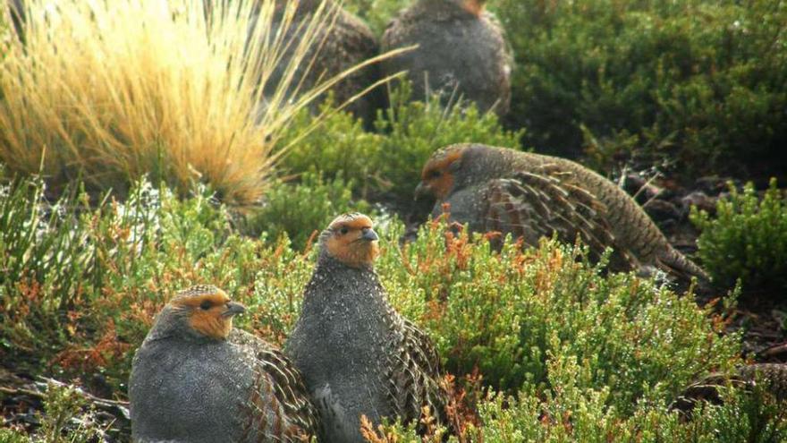 Un grupo de perdices pardilla emboscadas entre la vegetación de la sierra sanabresa.