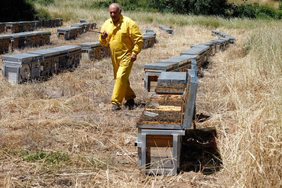 Colmenas con abejas muertas en San Vitero