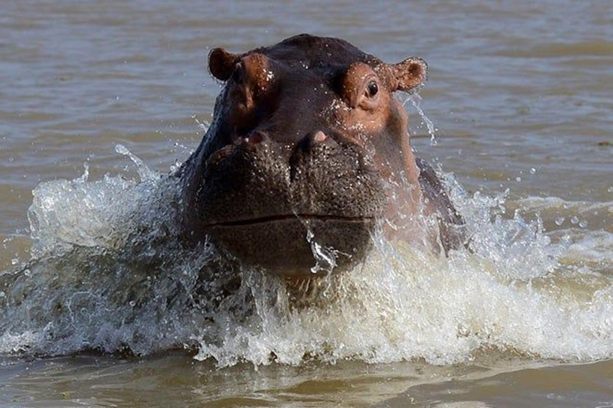 Hipopótamo en el Lago Chamo.