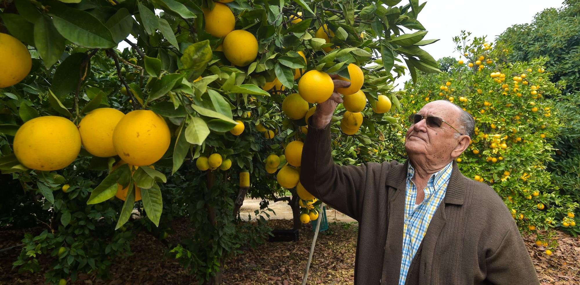 José Medina Rodríguez, en su finca de El Ejido