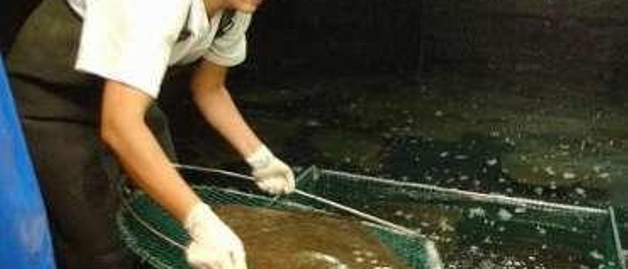 Stolt asume el trono europeo en rodaballo gracias a la antigua factoría de Pescanova