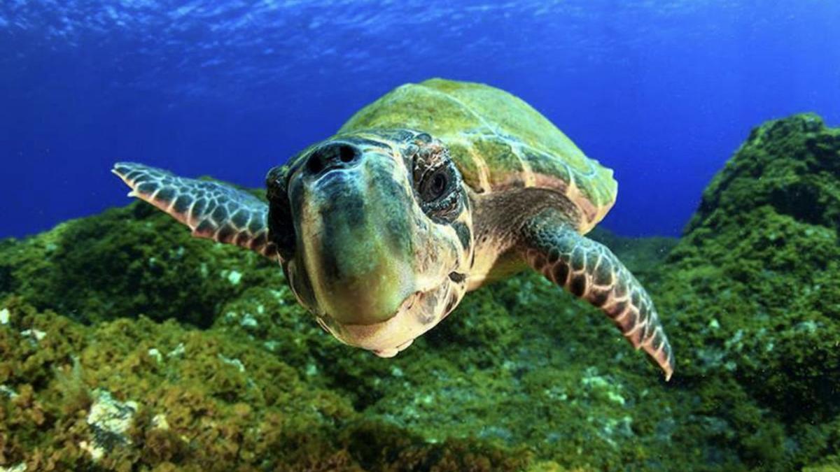 Una tortuga nada en aguas de Canarias
