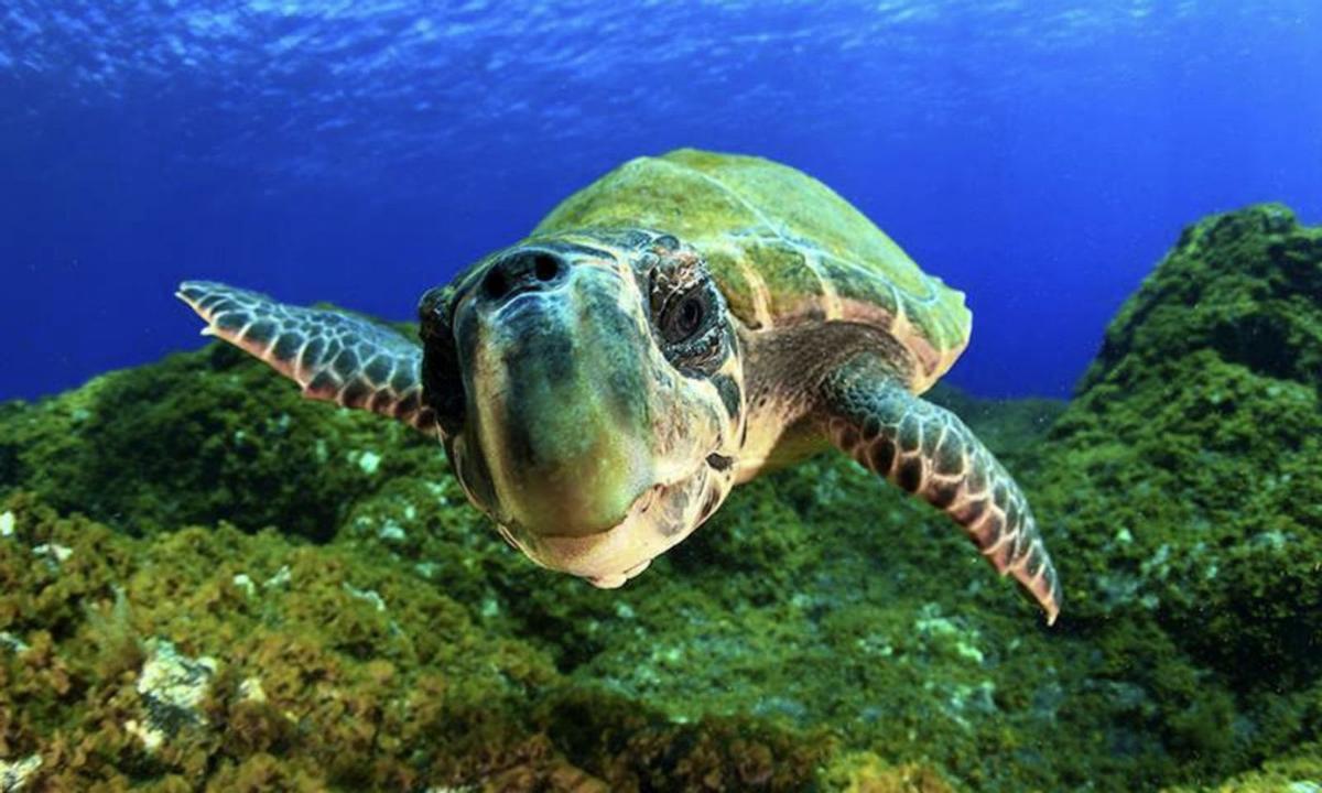 Una tortuga nada en aguas de Canarias