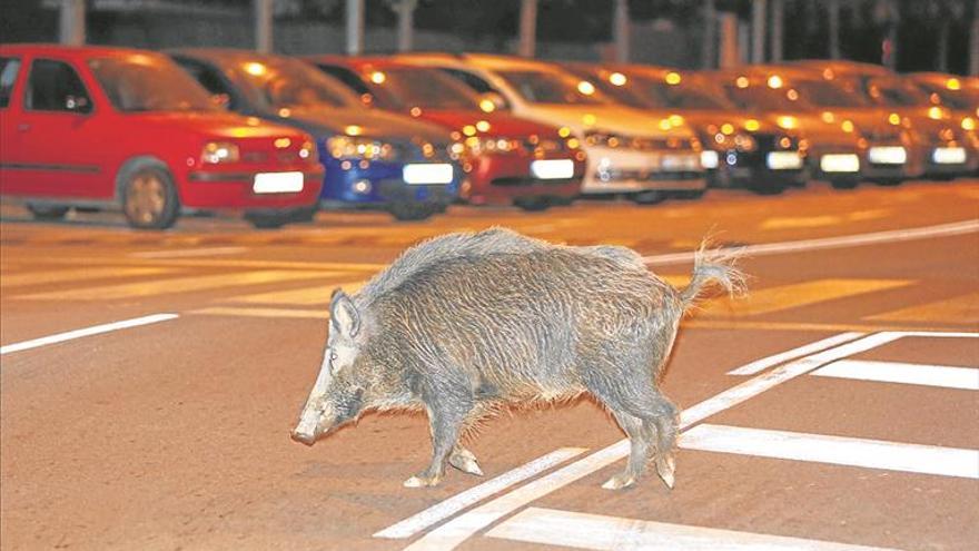 La caza de jabalís aumenta en  un 25% en dos años en Castellón