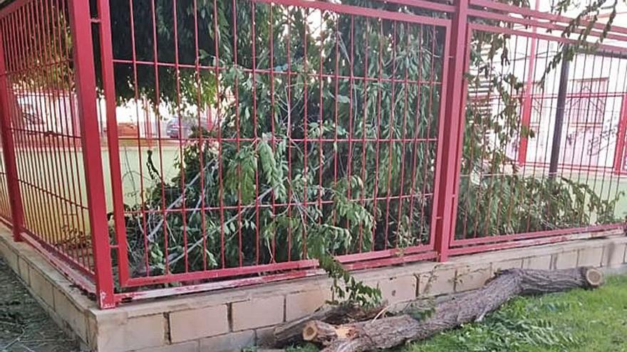 La rama caída el miércoles en la cancha deportiva del parque Cocoliche. 