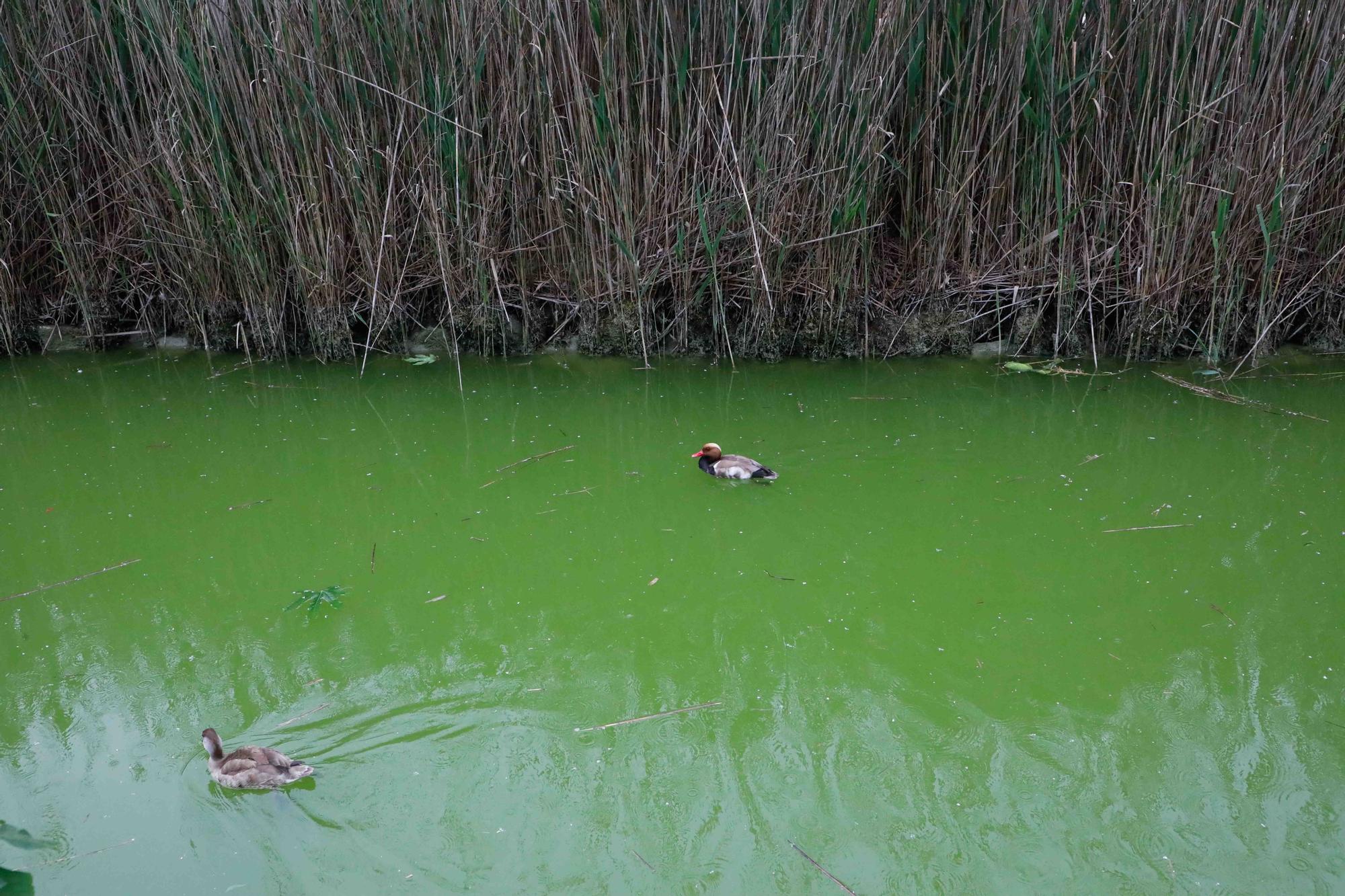 Agua teñida de verde en el Parque de Cabecera