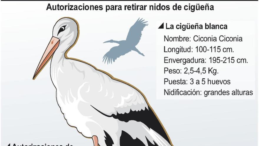 La diócesis logra 21 permisos para la retirada de nidos de las iglesias