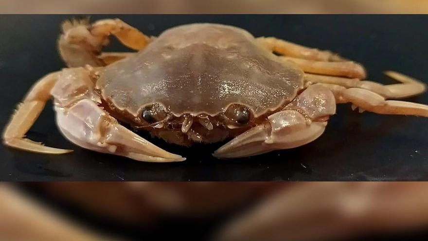 Una nueva especie de cangrejos nadadores llega a las costas de Andalucía