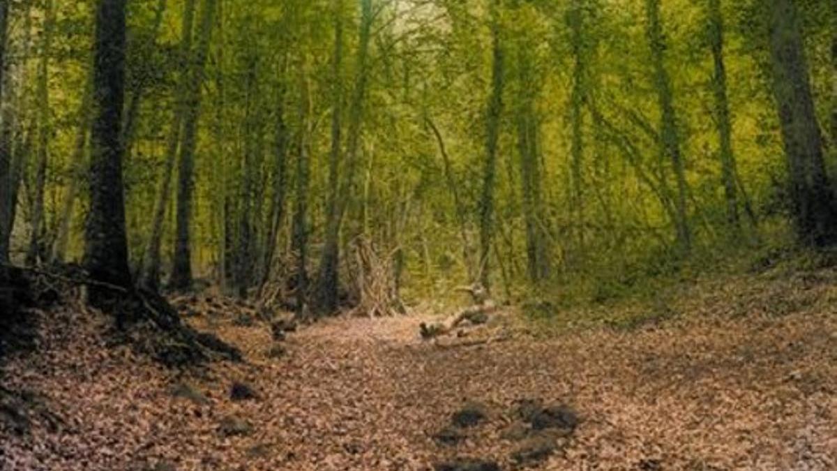 El bosque espectacular de La Fageda d’en Jordà, un espacio protegido.