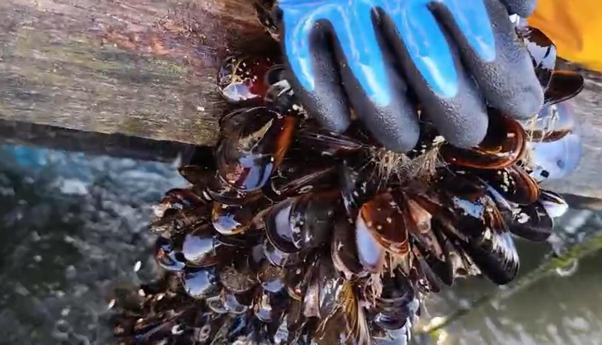 Los bateeiros no dejan de levantar cuerdas de mejillón muerto.