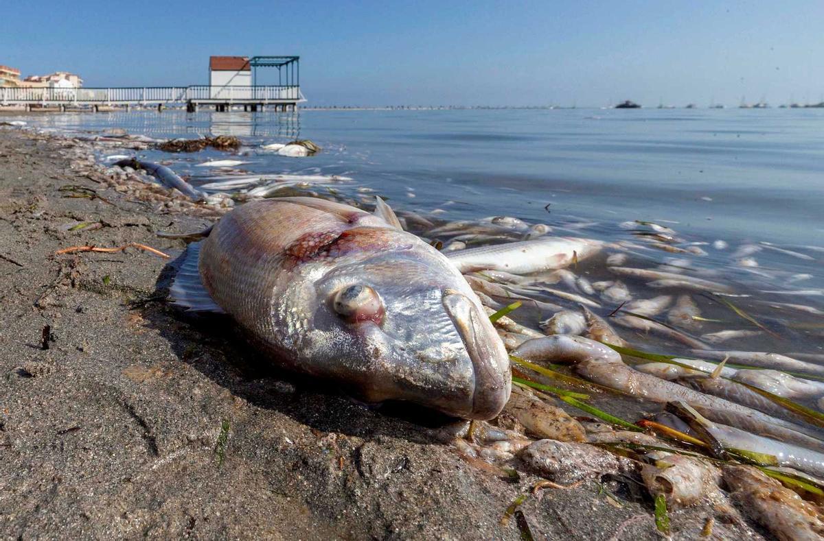 Mortandad de peces en el Mar Menor