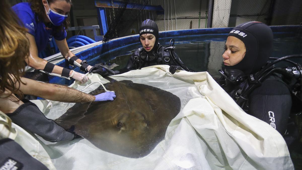 Crece la familia en el Oceanogràfic: la ecografía confirma que la raya 'Negra' lleva dos crías