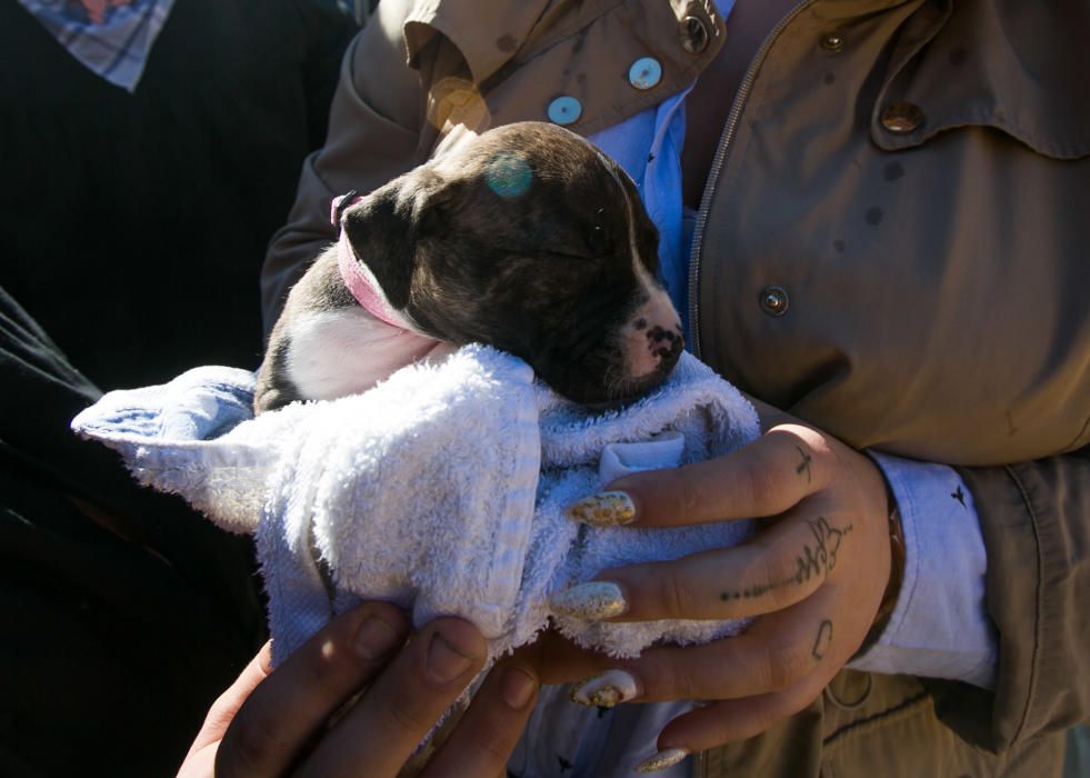 Bendición de los animales por el día de San Antón