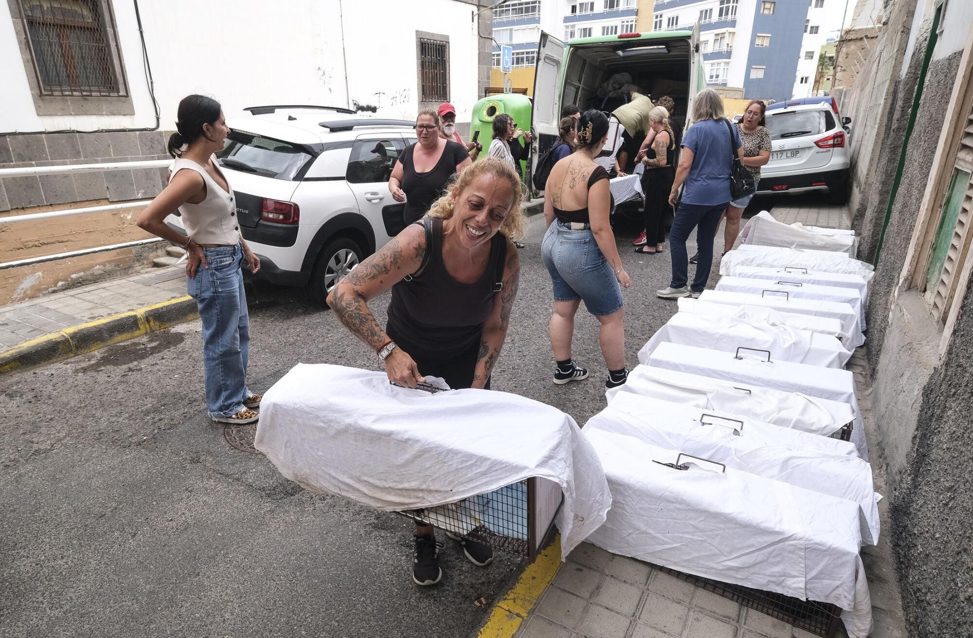 Suelta de gastos castrados en El Risco de San Nicolás