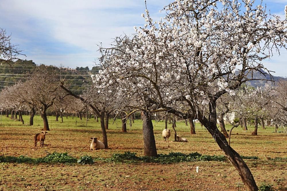 Mandelblüte