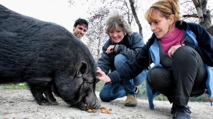 Buscando casa para el cerdito Pipo