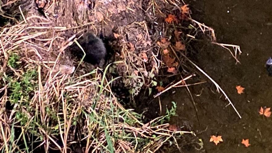 Un coipú s’estableix al riu Onyar de Girona