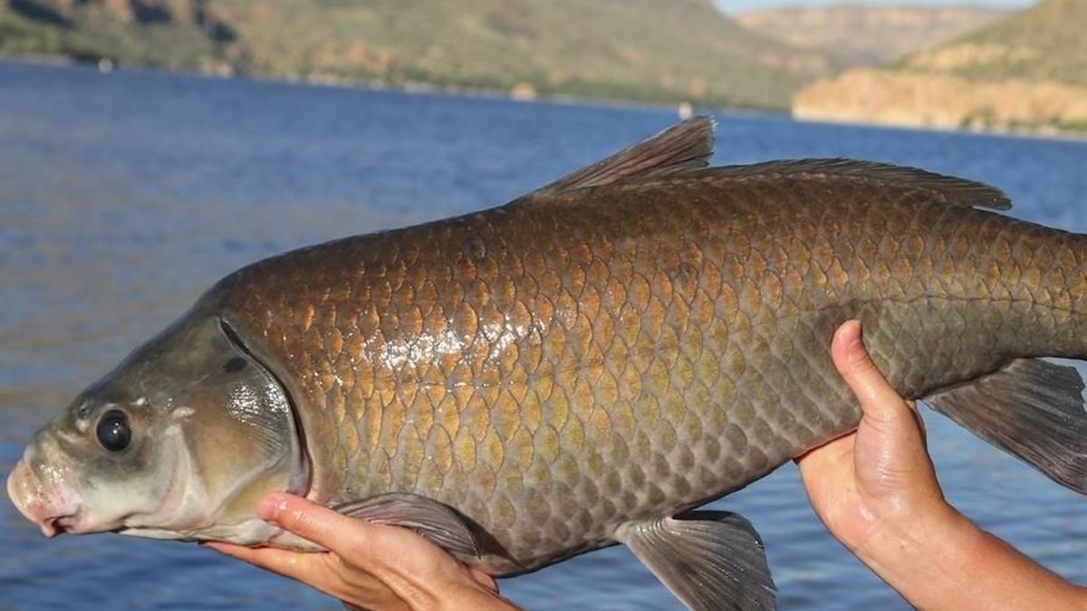 Uno de los peces descubiertos con más de 100 años en Arizona