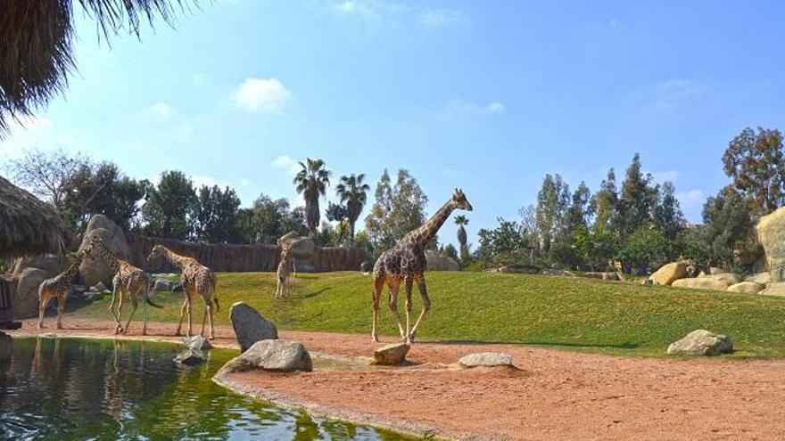 Jirafas en Bioparc Valencia