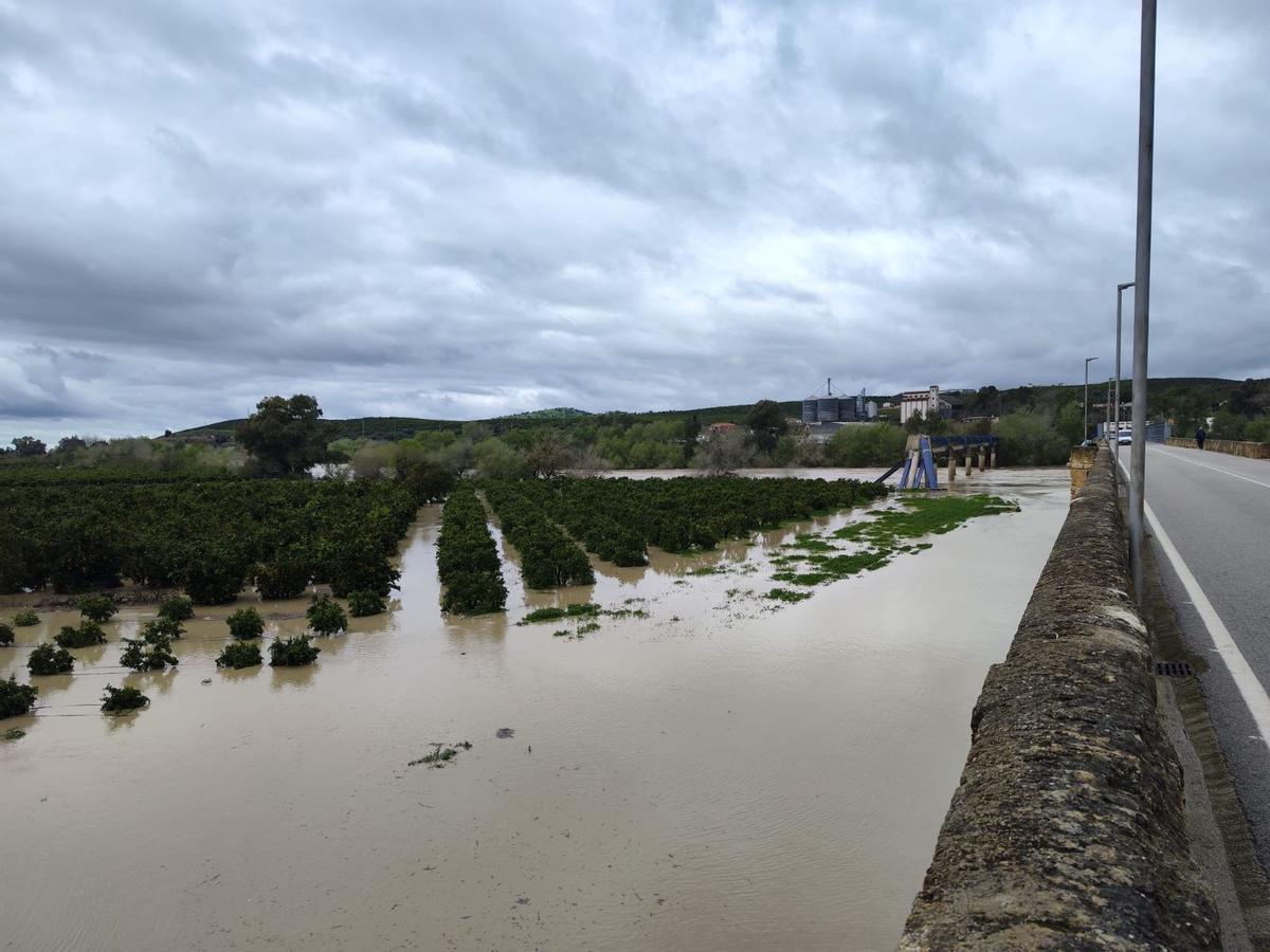 Huerta de naranjos completamente inundada por el río.