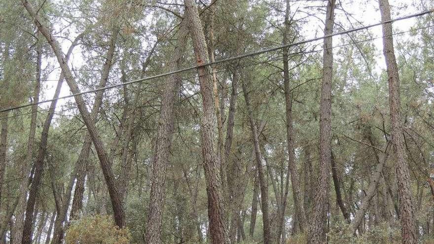 Aspecto de un árbol del monte entre Manganeses y Morales próximo a la carretera.