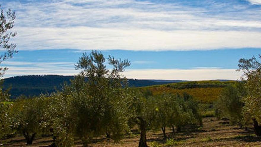 Moixent produce los mejores aceites de la Comunitat Valenciana