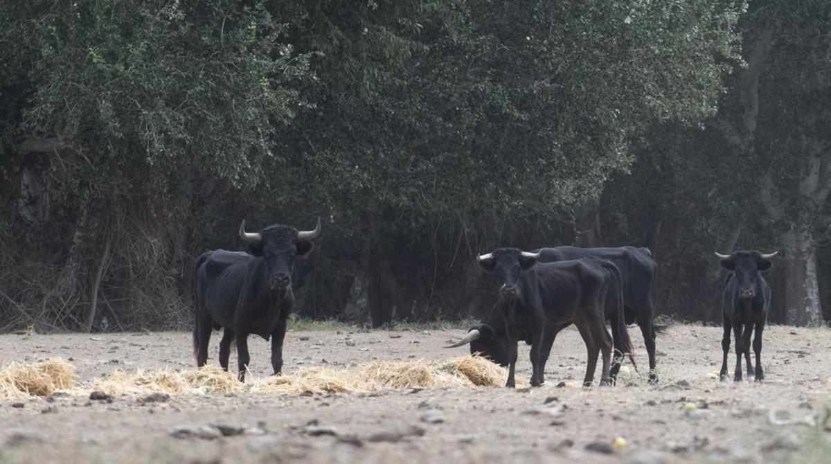 Toros famélicos en la Illa dels Bous, cerca de Tortosa.