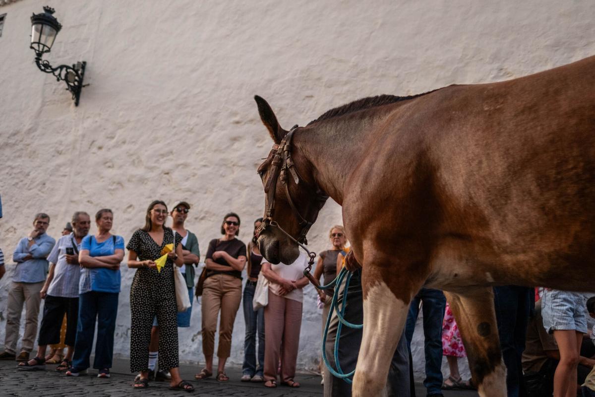 Noche de los Burros en La Laguna