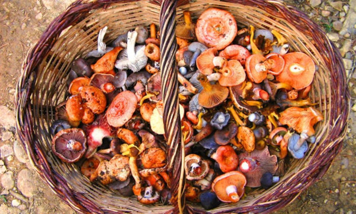 Selecció de bolets. Selecció de bolets.