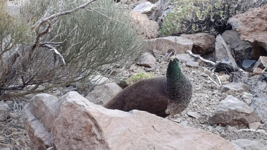 Avistan un pavo real en el Teide