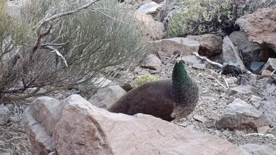 Avistan un pavo real en el Teide