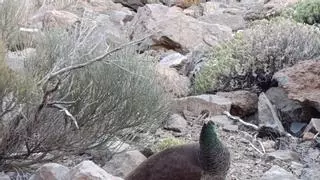 Capturan al pavo real localizado en el Teide: pasará por aislamiento antes de llegar a su nuevo hogar