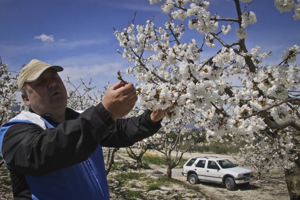 Cerezos en flor en Planes